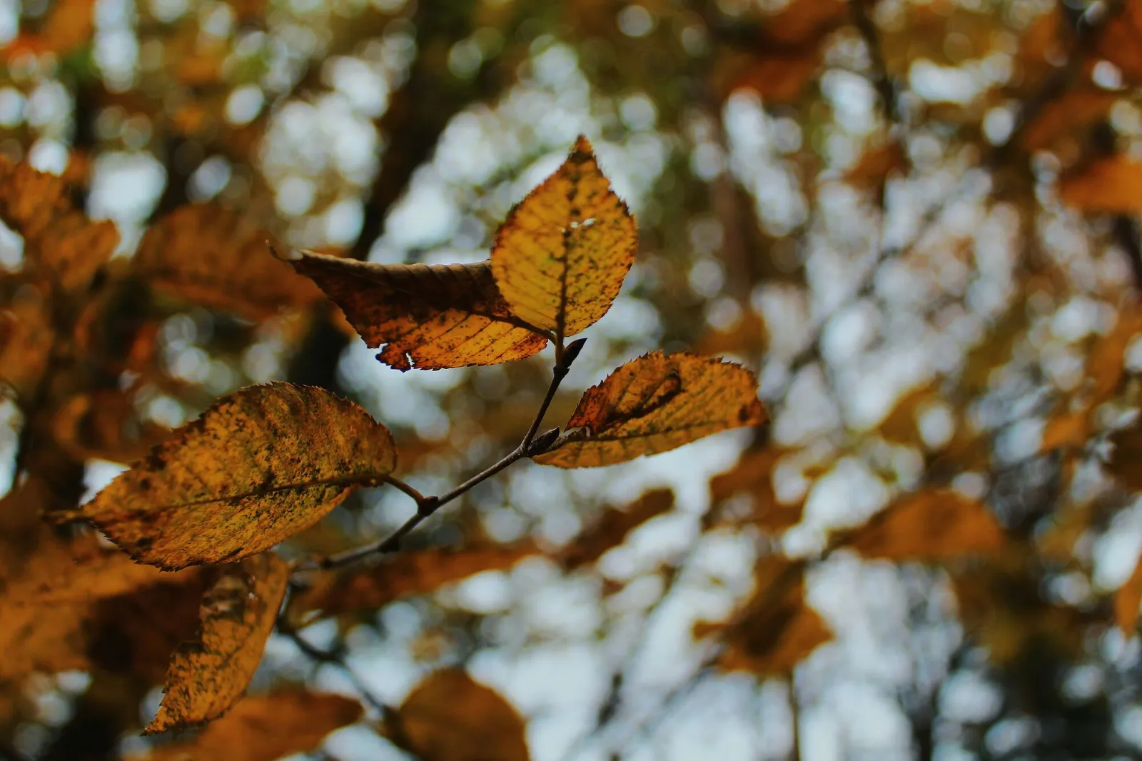 Couleurs d'automne flamboyantes au Témiscouata