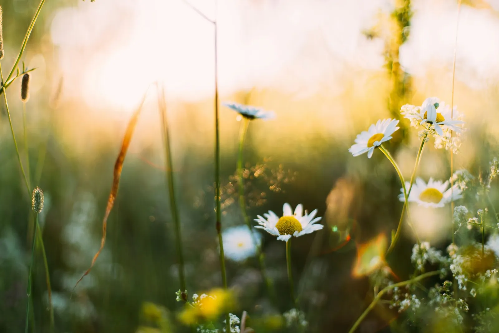 Le Témiscouata au printemps, au temps des sucres